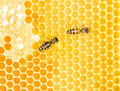 bees
