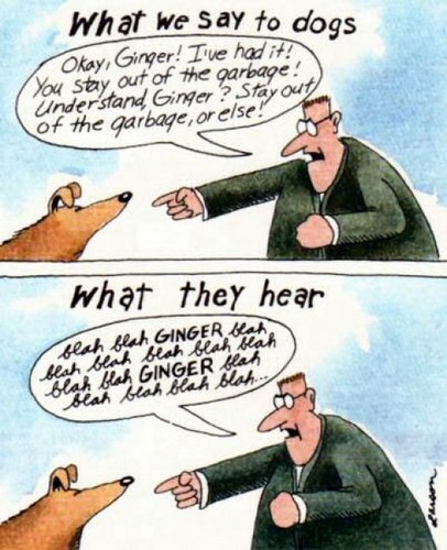 What donor hear
